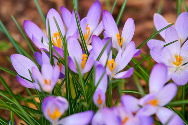 istock Beautiful crocus in my garden. Crocus flavus. 1434166102