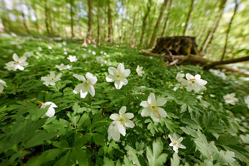 Anemone nemorosa. Windflower or anemone flower carpet in the wild forest in spring. Lots of white spring flowers in the park. White snowdrops in a magical forest. Spring background with wild forest flowers.