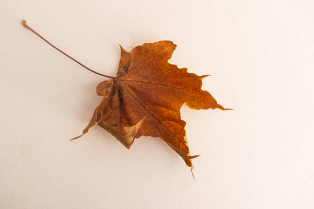 istock autumn fallen maple leave isolated on white background. 1434166785