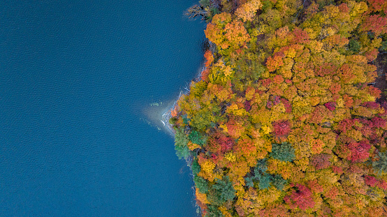 Aerial drone photograph of maple trees and Gatineau River in fall with beautiful fall colours of red orange golden