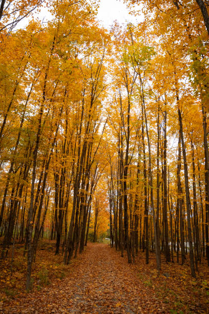 istock Beautiful pathway with autumn leaves and trees 1434167209