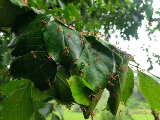 istock Ants nest in Millettia pinnata tree leaves. 1434167320