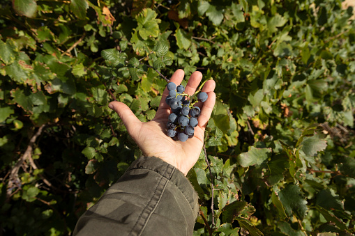 A man holds a bunch of ripe grenache grapes with his hand next to a vine in Luesia, Aragon, Spain