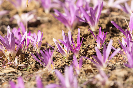 Natural flowers of the species Colchicum filifolium, purple, are born on the ground of a field near Luesia, in Aragon, Spain