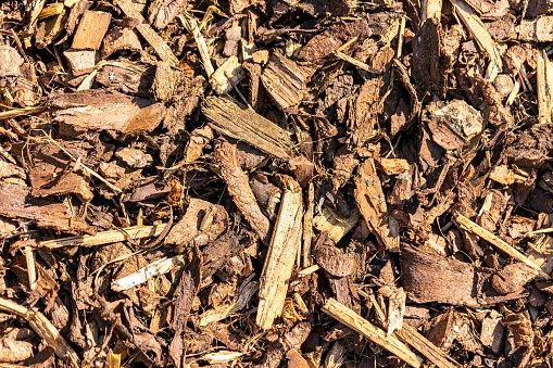 A texture portrait of some brown wood chips or mulch lying in a garden, perfect to keep weeds away and the garden clean around plants.