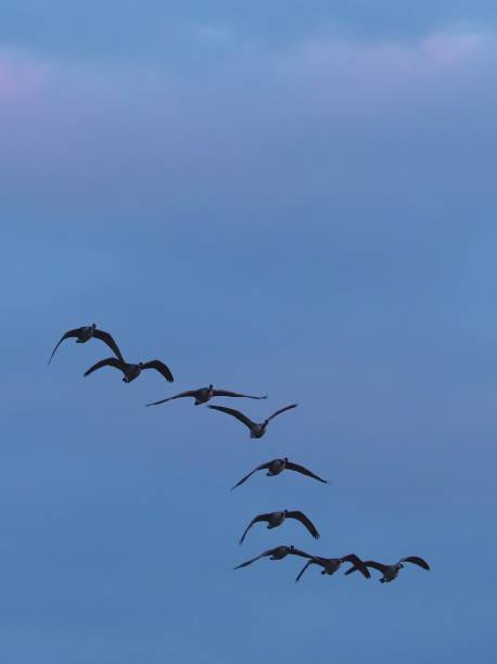 istock Canadian Geese Flying 1434168991