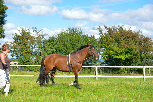 Woman enjoys training her horse by lunging her in paddock in English countryside on summers day, training the horse to move properly before riding her