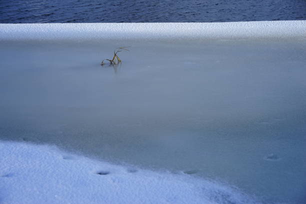 Snow background in nature