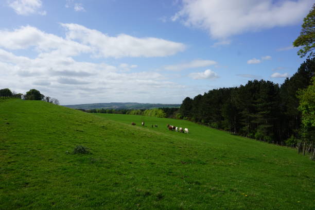 istock A field of cows in the British countryside 1434170876