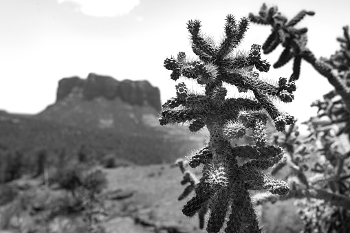 Cactus plants in the desert of Arizona