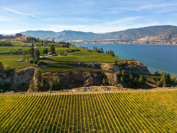 naramata bench winery vineyard penticton okanagan valley - okanagan penticton lake okanagan lake fotografías e imágenes de stock