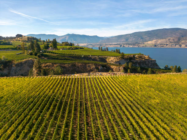 istock Naramata Bench Winery Vineyard Penticton Okanagan Valley 1434171792