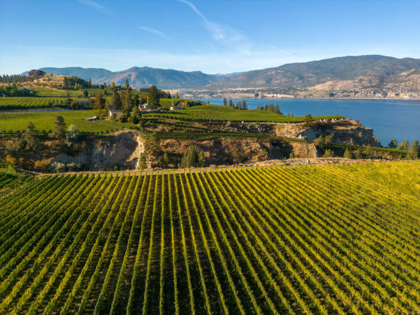 naramata bench winery vineyard penticton okanagan valley - okanagan vineyard okanagan valley valley foto e immagini stock