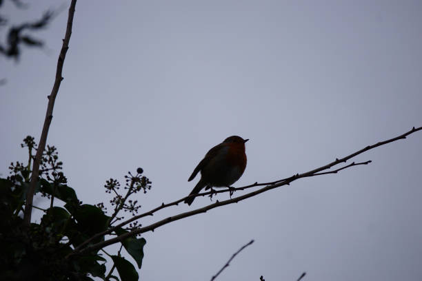 istock Robin in silhouette sitting on a branch 1434173839
