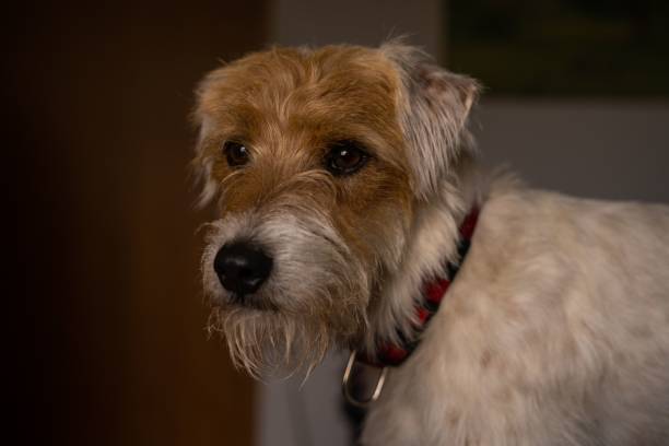 istock Selective focus of a Parson Russell Terrier indoors 1434174757