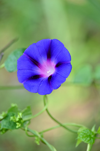 Bindweed Of Morning Glory. A climbing flower Lit by the morning sun.