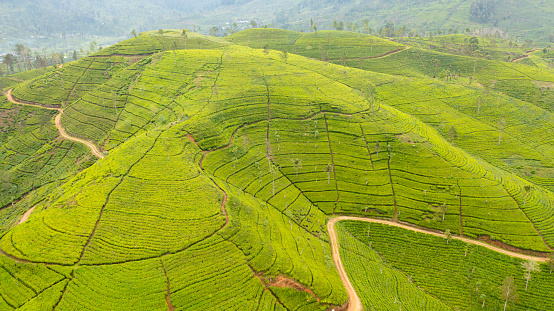 Tea estate landscape, Sri Lanka. Landscape with green fields of tea.