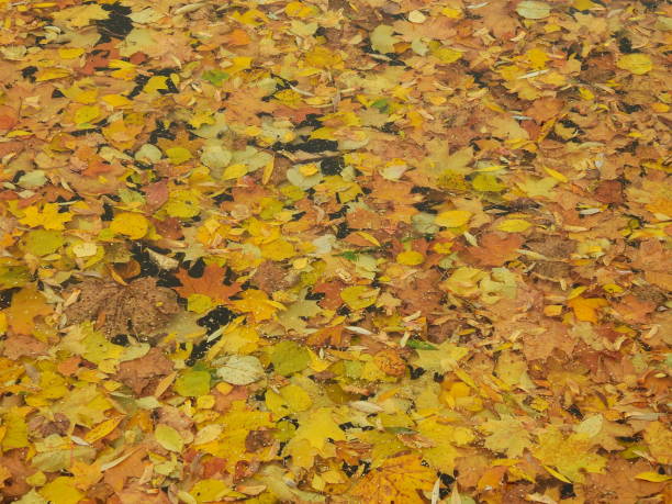 istock Yellow leaves floating on water in autumn 1434175815