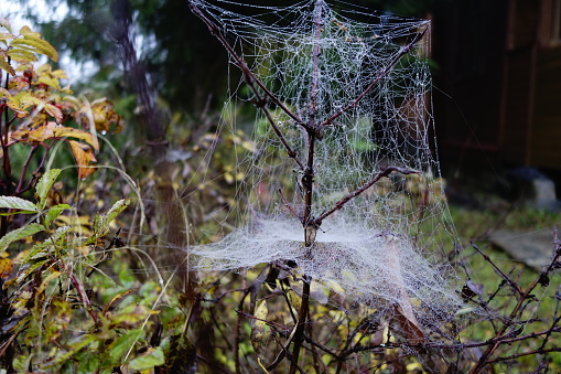 Taldom, Russia - September 29, 2022: Spider web in the mist with dew on in autumn