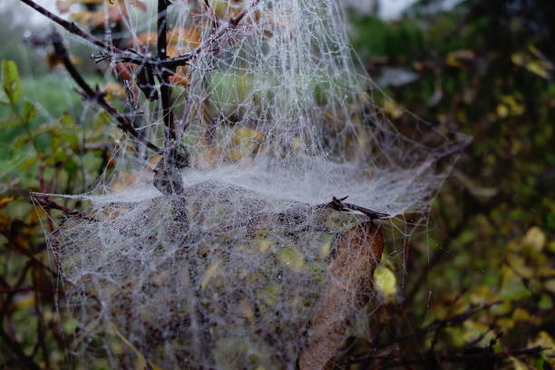 istock Spider web in the mist in autumn 1434175886