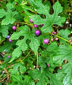 ampelopsis-glandulosa.jpg?b=1&s=170x170&k=20&c=o44OFv1kQuj3LQW4fw85LbfJawmRi8quGYKBf7iR2AU=