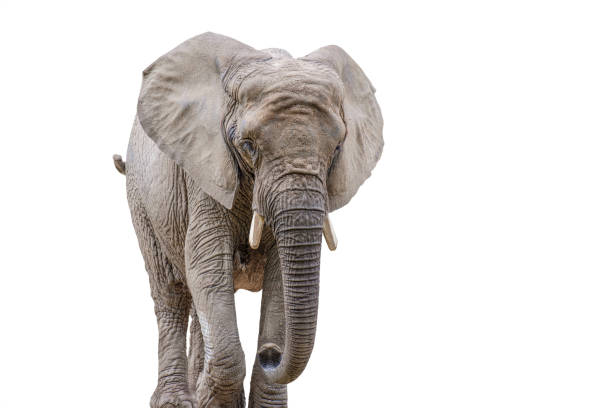 istock Walking elephant isolated on white. African elephant isolated on a uniform white background. Photo of an elephant close-up, side view. 1434179193