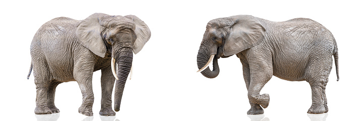 Isolation on white of two walking elephants. African elephants isolated on a white uniform background. Photo of elephants close-up, side view