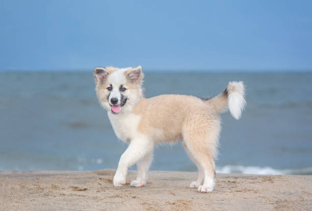 A fuzzy puppy walks down the beach in front of the ocean.