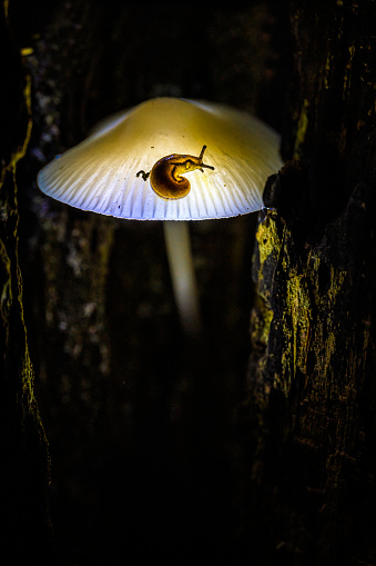 Small mushroom in dramatic light with a snail on top, Mushroom Light Painting technique, wide angle closeup