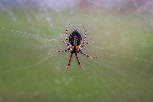 épeire diadème - arachnophobia photos et images de collection