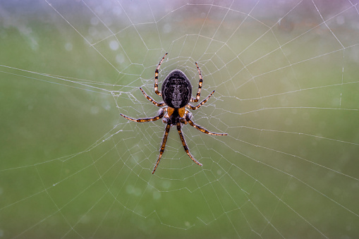 Spider and web - black background.