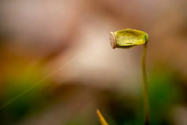 Close-up photography of moss spore capsule Portrait