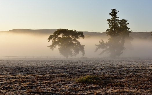 Early morning mist clouding two spooky looking pine trees in a frosted field in the Cederberg Karoo in South Africa