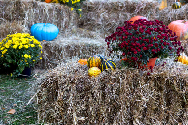istock Pumpkins and flowers on hay 1434181093