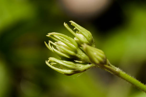 istock jasmine flower buds that will bloom in the garden 1434182389