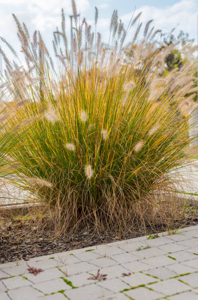 istock Decorative grass (Lac. Pennisetum alopecuroides). Garden bark and paving stones. 1434182397