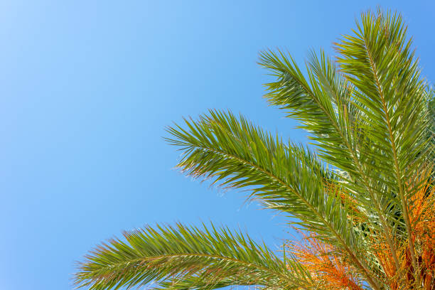 istock beautiful palm branches against clear blue sky 1434182840