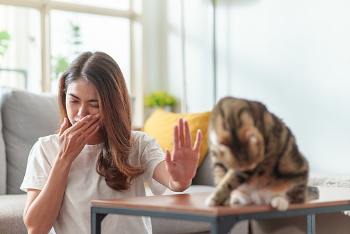 Young Asian woman sneezing and running nose symptom from cat allergy problem. Teenage girl covering her nose while sneezing from cat fur allergy.