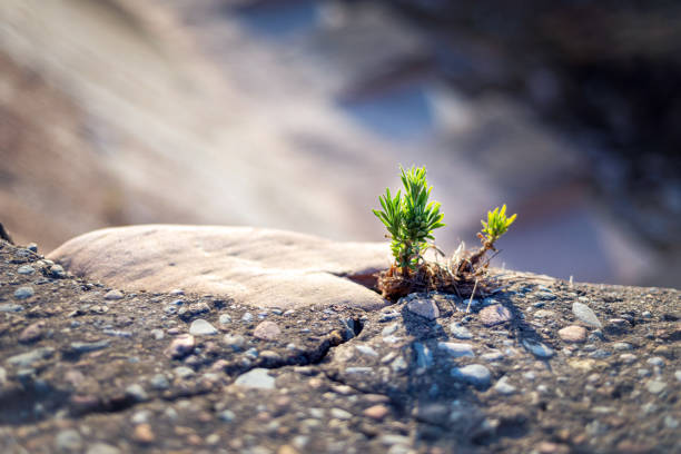 돌을 뚫고 나가는 작은 새싹의 감동적인 클로즈업 사진 - dirt eroded nature abstract nature 뉴스 사진 이미지