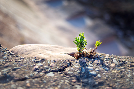 close up photo of a small strong sprout breaking through a stone