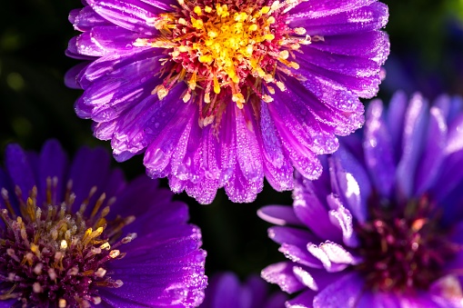A macro portrait of wet aster novi-belgii flowers. The purple violet petals of the flowers are full of tiny rain or dew water drops which makes them sparkly.
