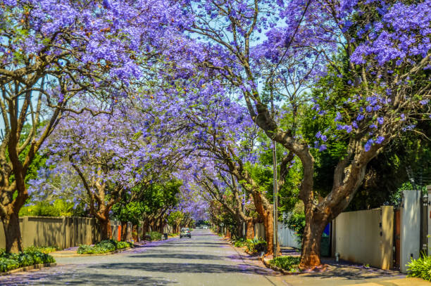 Purple blue Jacaranda mimosifolia bloom in Johannesburg and Pretoria street during spring in October in South Africa stock photo