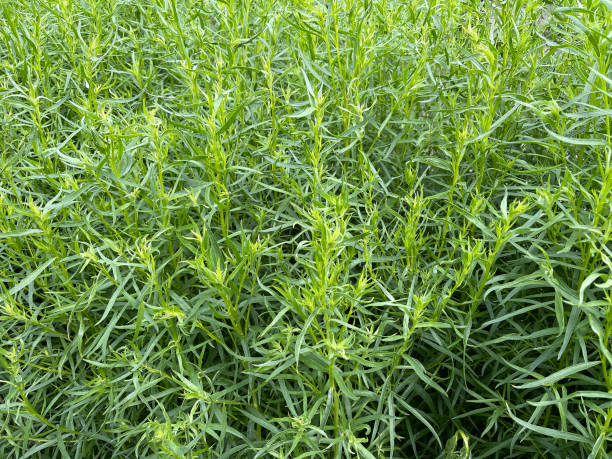 Tarragon, Artemisia Dracunculus stock photo