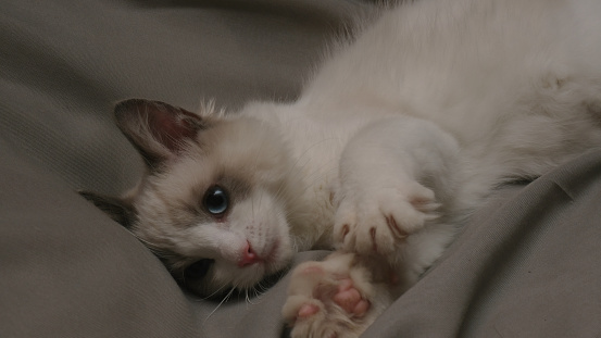 Ragdoll kitten. Cute fluffy cat.