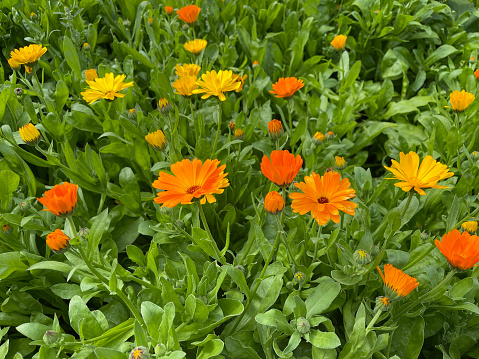 Marigold, Calendula officinalis is an important medicinal plant with yellow flowers. It is also used in medicine.