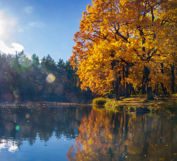 istock Falling golden foliage in the autumn park 1434187858