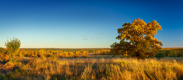Autumn panorama with oak, fields and forests stretching beyond the horizon