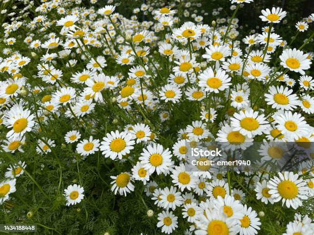 Roemischer Bertram Anacycle Pyrethrum Stock Photo - Download Image Now - Camellia sinensis, Chamomile Plant, Color Image