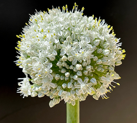 Onion, Allium cepa, is a medicinal plant and one of the most important culinary herbs.