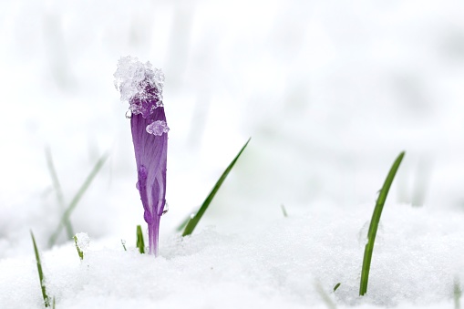 A close up portrait of a crocus flower in the middle of a grass lawn covered by snow. The flower itself has snow on it which is already turning into ice and melting. It looks like a cold hat to wear.